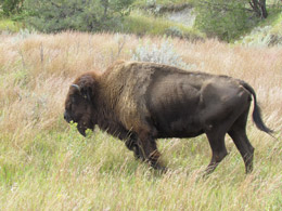 Buffalo