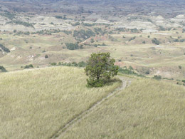 Theodore Roosevelt National Park