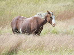 Theodore Roosevelt National Park