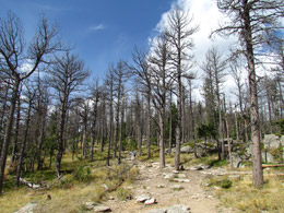 Trail to Harney Peak