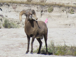 Bighorn Sheep