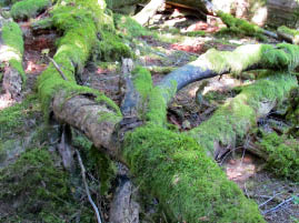 Mt. Constitution Hike