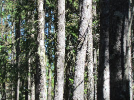 Mt. Constitution Hike