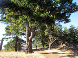 Turtleback Mountain Preserve