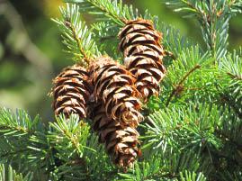 Turtleback Mountain Preserve