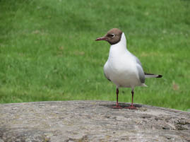 Seagull in front of Sibelius Monument 