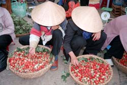 Dalat Market