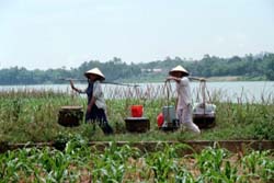 Vietnamese Farmers